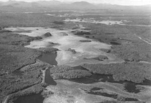 Aerial View of Quakish Lake Full of Wood