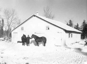 Man with Horses at Brownville Camps in 1949