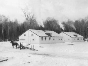 Man with Horses at Brownville Camps in 1949
