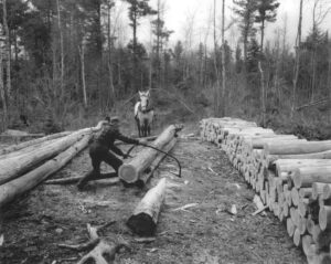 Cutting up Wood by Hand with a Buck Saw While a Horse is Waiting