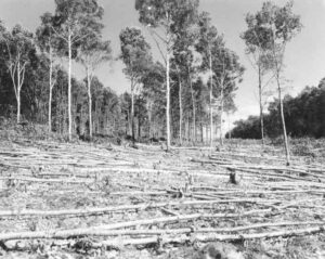 Clearing the Pole Line to Build McKay Station 7/20/1951
