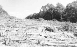 Clearing the Pole Line to Build McKay Station 7/20/1951