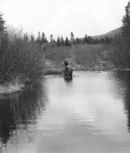 Cow and Calf Moose in Nesowadnehunk Stream