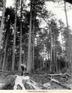 Cutting a Big Spruce Tree