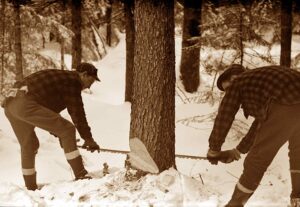 Cutting a Tree with a Buck Saw