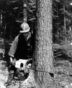 Cutting a Tree with a Chainsaw