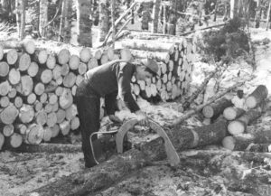 Cutting Limbs off a Tree With a Precision Saw 2/7/1947