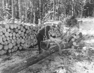 Cutting Limbs off a Tree With a Precision Saw 2/7/1947