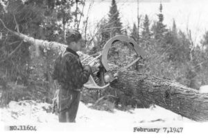 Cutting up a Tree with a Precision Power Saw 2/7/1947