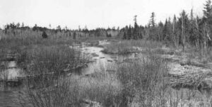 Driving Wood on a Stream