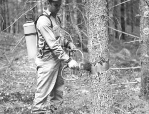 Forest Technician Painting a Rimmed Tree