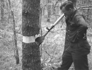 Forester Taking Bark off a Standing Tree