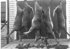 Hanging Deer and Partridge at Hunting Camp