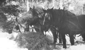 Horses Eating in 1940