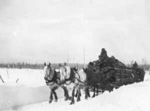 Horse Pulling a Pulp Sled in 1914