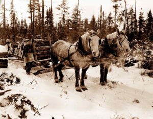 Horse Pulling a Pulp Sled in the 1940's