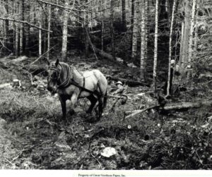 Horse Pulling Downed Trees