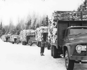 Line of 1950's Trucks Loaded with 4' Wood in the Winter