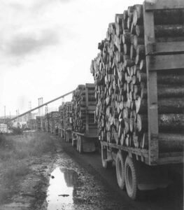 Line of Log Trucks Going into the Millinocket Mill in the 1940's