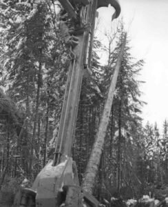 Mechanical Harvester Limbing Trees