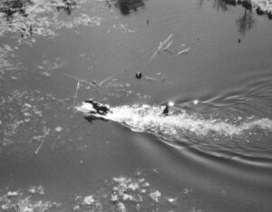 Aerial View of Moose Running Through the Water