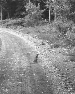 Partridge Walking Across a Dirt Road