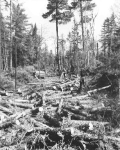 Piling Pulp in the Woods