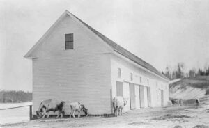 Cows at Pittston Farm