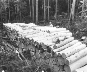Scaling Peeled and Piled 4' Wood