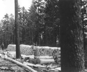 Scaling Peeled and Piled 4' Wood with a Horse