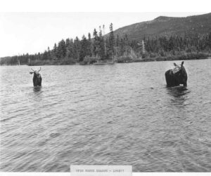 Two Moose Feeding at Nesowadnehunk Lake
